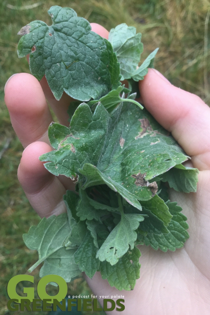 Wild Mint Plant Foraging @GoGreenfields